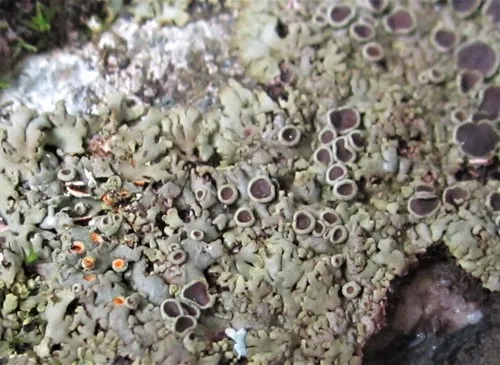 Red-cored Starburst Shadow Lichen