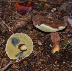 Bay Bolete thumbnail 3