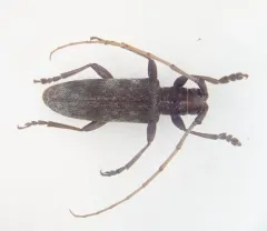 Living Beech Borer thumbnail 4