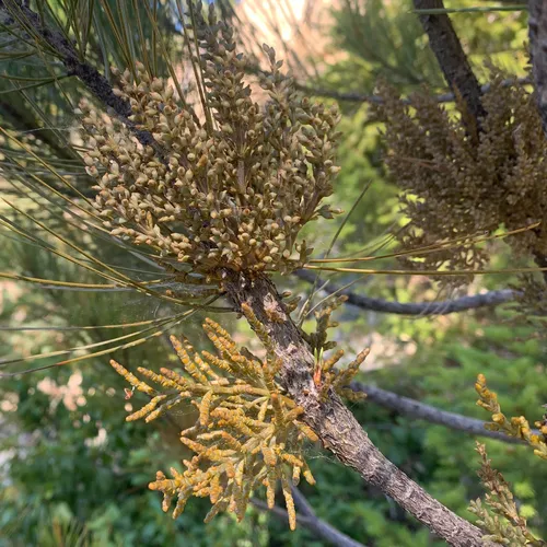 Knobcone Pine Dwarf-Mistletoe