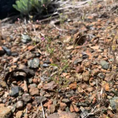 Alva Day's Pincushionplant thumbnail 4