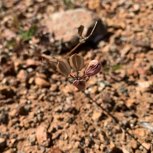 Engelmann's Lomatium