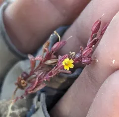 miniature monkeyflower thumbnail 4
