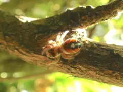 Phidippus californicus thumbnail 3