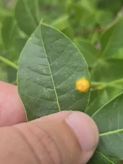 Puccinia windsoriae thumbnail 1