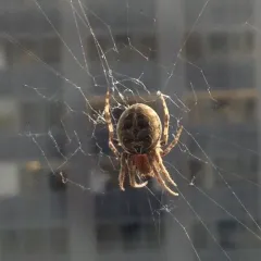 Grey Cross Spider thumbnail 4