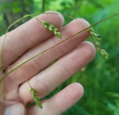 handsome sedge thumbnail 4