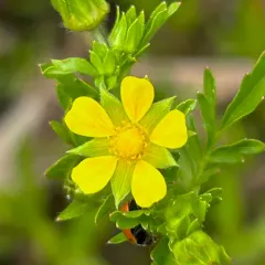 Carpet Cinquefoil thumbnail 4