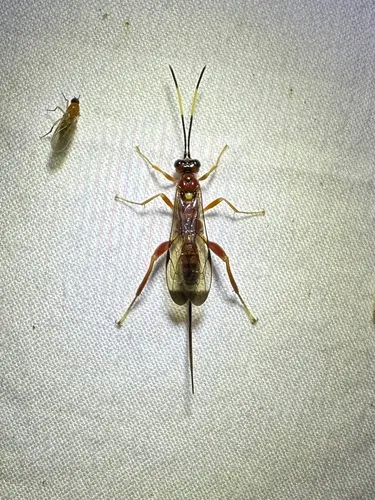 Arotes melleus