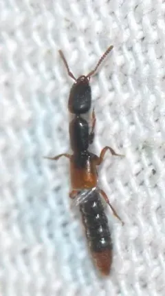 Red-winged Rove Beetle thumbnail 2