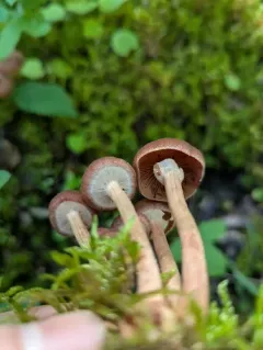 Tubaria confragosa thumbnail 4