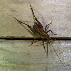 Pristoceuthophilus celatus thumbnail 4