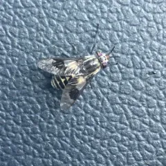 Furious Deer Fly thumbnail 4