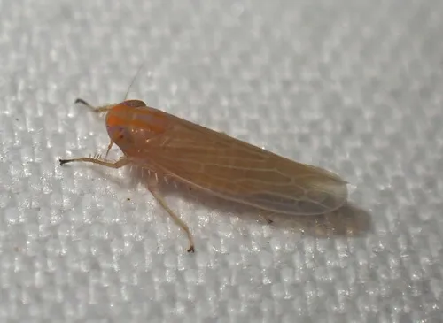 Graminella aureovittata