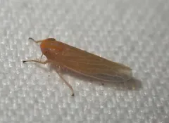 Graminella aureovittata thumbnail 1