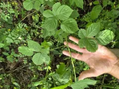 upland dewberry thumbnail 2