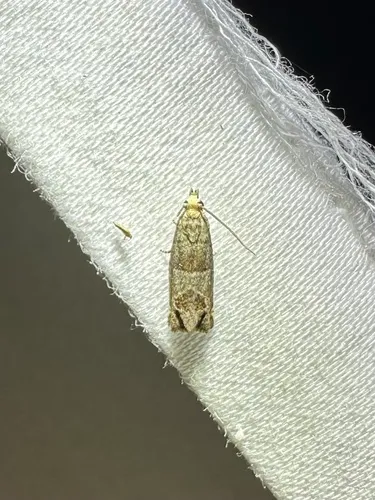 Constricted Sonia Moth