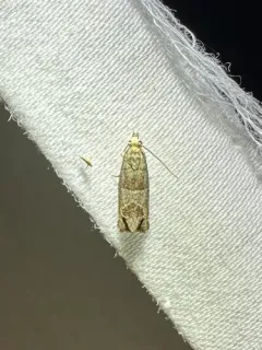 Constricted Sonia Moth thumbnail 1