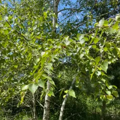 silver birch thumbnail 4