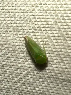 Penestragania apicalis thumbnail 2