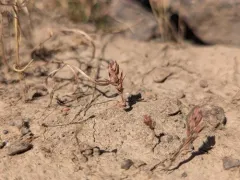 Milkwort Knotweed thumbnail 4