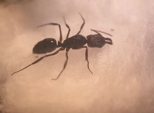 Rough-node Trap-jaw Ant