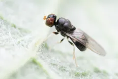 Pachygaster pulchra thumbnail 3