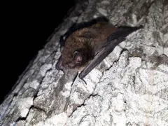 Long-legged Myotis thumbnail 4