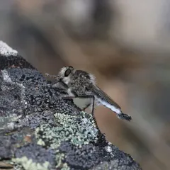 Sagebrush Hammertail thumbnail 4