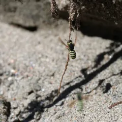 Pseudomasaris zonalis thumbnail 4