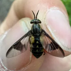 Sacken's Deer Fly thumbnail 3