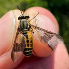 Mountain Deer Fly thumbnail 4