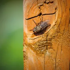Vagabond Cluster Fly thumbnail 4