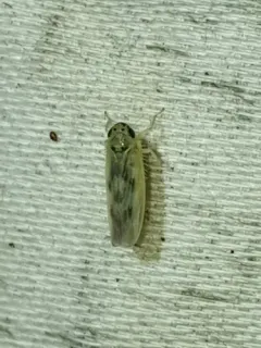 Macrosteles parvidens thumbnail 3