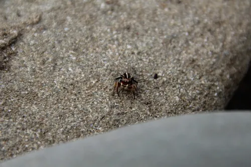 Habronattus ballatoris