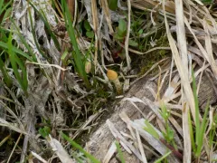 Leratiomyces cucullatus thumbnail 1