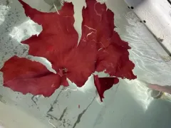 Weeksia coccinea thumbnail 1