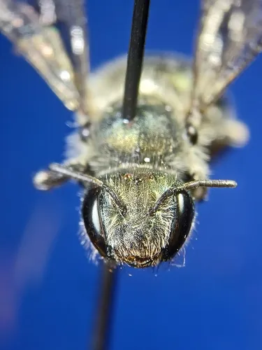 twig mason bee