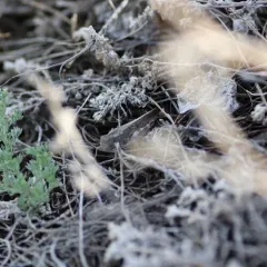 Speckle-winged Rangeland Grasshopper thumbnail 4