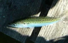 Pacific Chub Mackerel thumbnail 2