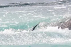 Atlantic Chub Mackerel thumbnail 2