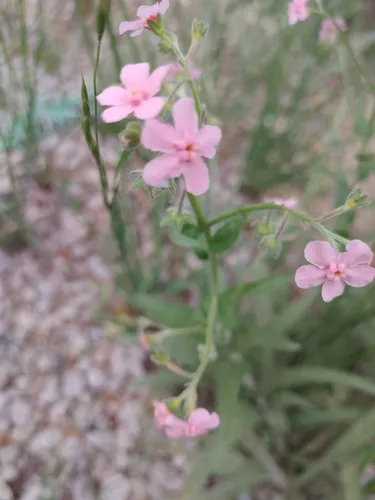 pink-flowered stickseed