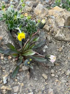 Northern Dandelion thumbnail 2