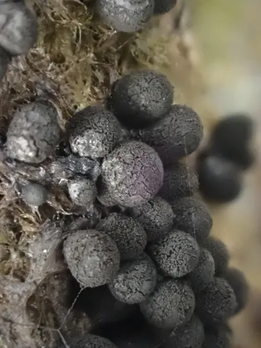 Meriderma echinulatum