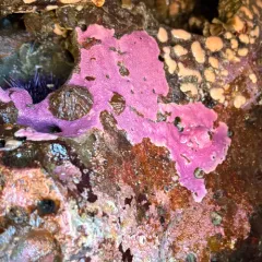 Purple Encrusting Hydrocoral thumbnail 4