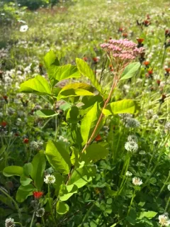 Birch-leaved Spirea thumbnail 2