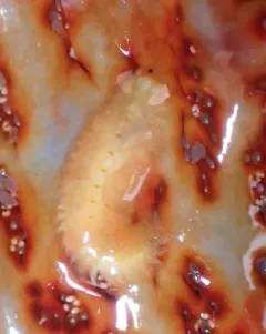 Red Commensal Scaleworm thumbnail 4