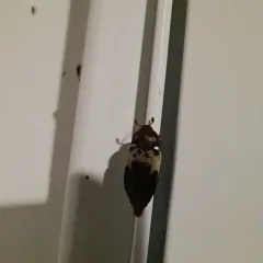 Common Carrion Beetle thumbnail 4