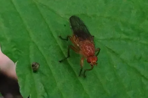 Scathophaga nigrolimbata