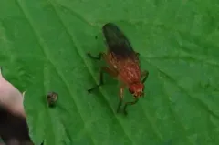 Scathophaga nigrolimbata thumbnail 1